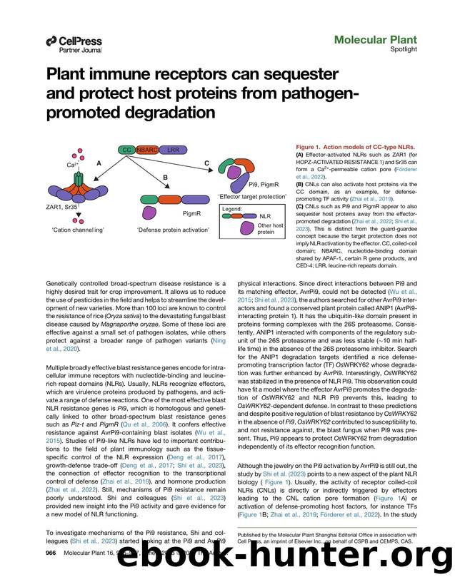 Plant immune receptors can sequester and protect host proteins from pathogen-promoted degradation by Dmitry Lapin
