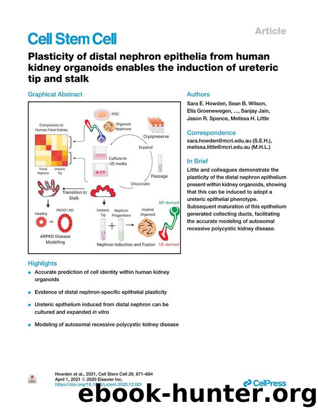 Plasticity of distal nephron epithelia from human kidney organoids enables the induction of ureteric tip and stalk by unknow