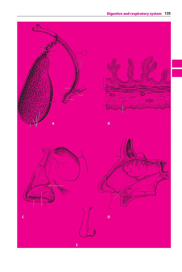 Pocket Atlas of Human Anatomy by Unknown