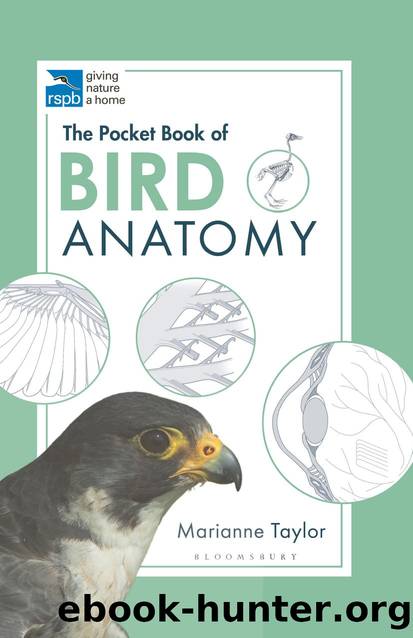 Pocket Book of Bird Anatomy by Marianne Taylor