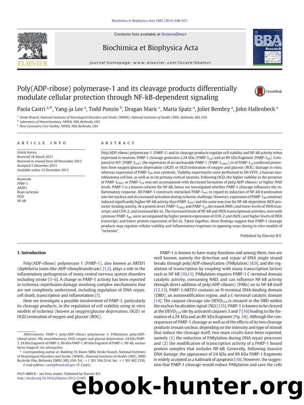 Poly(ADP-ribose) polymerase-1 and its cleavage products differentially modulate cellular protection through NF-kB-dependent signaling by unknow