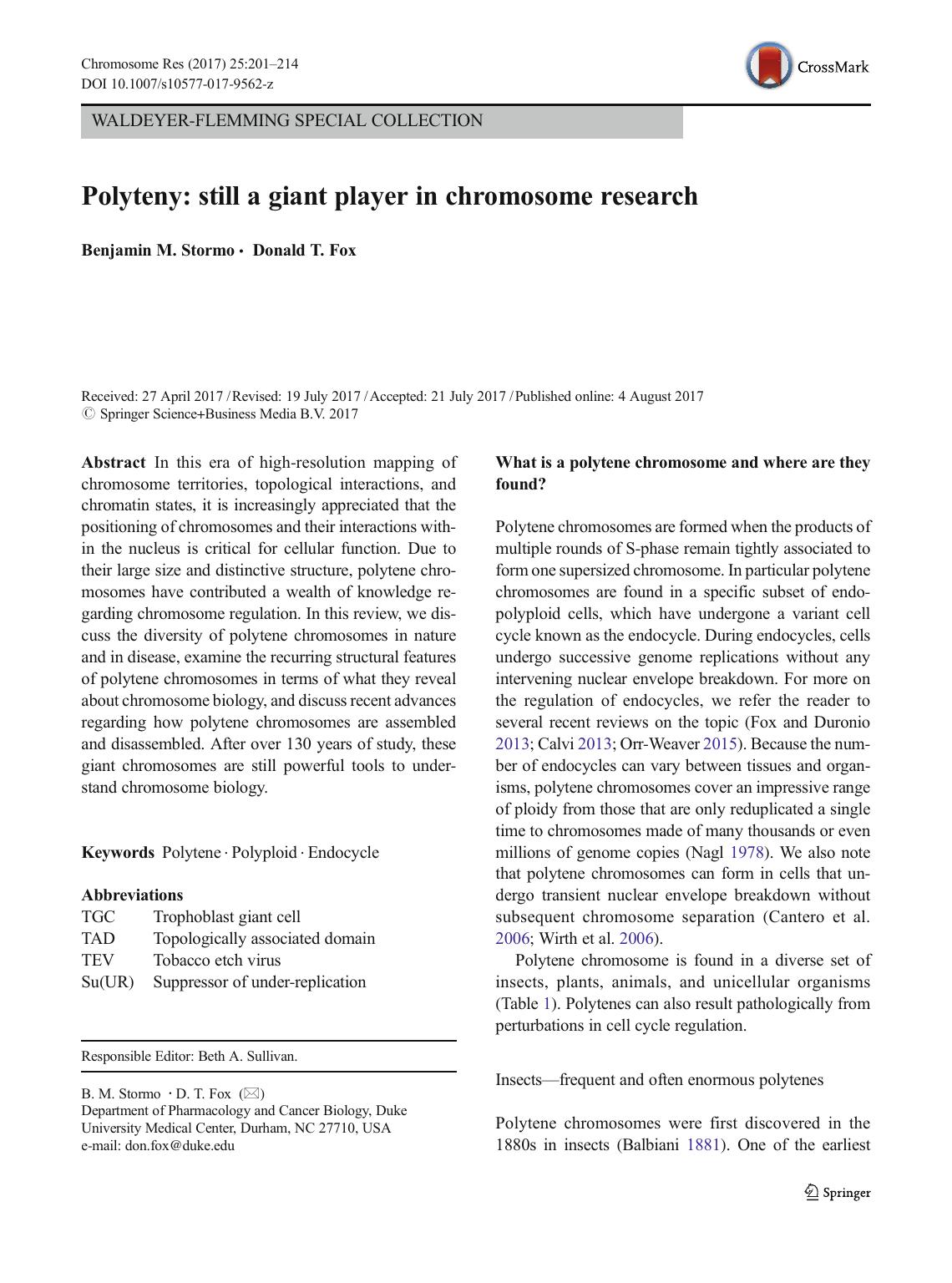 Polyteny: still a giant player in chromosome research by Benjamin M. Stormo & Donald T. Fox