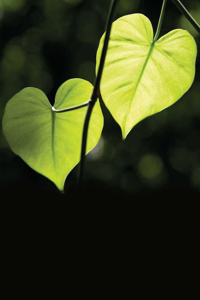 Power, Resistance and Liberation in Therapy with Survivors of Trauma: To Have Our Hearts Broken by Unknow