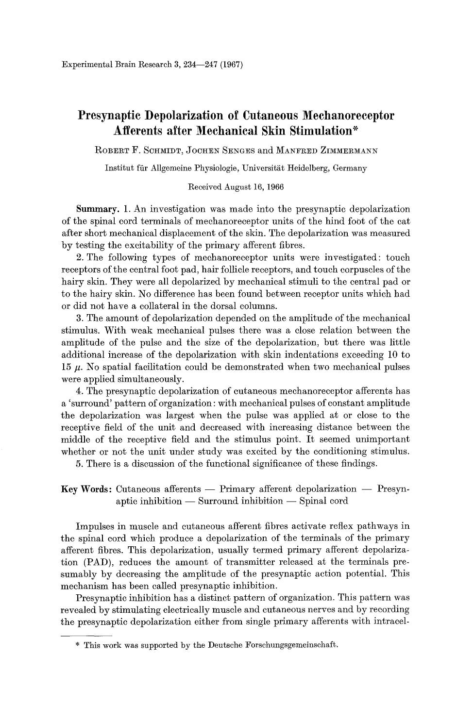 Presynaptic depolarization of cutaneous mechanoreceptor afferents after mechanical skin stimulation by Unknown