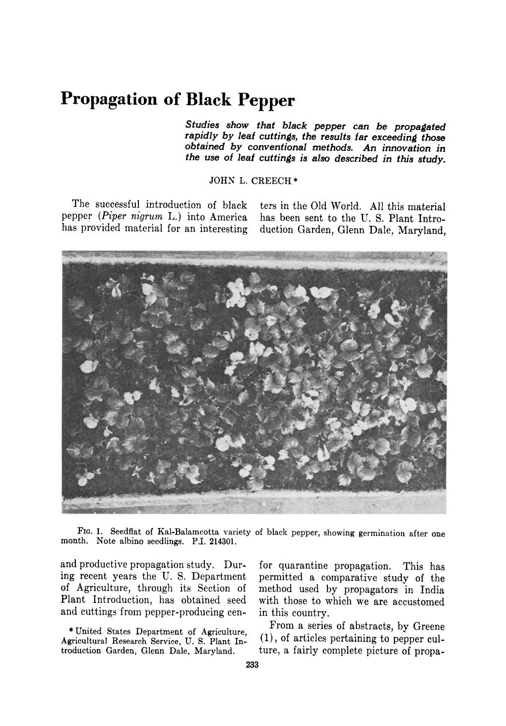 Propagation of black pepper by Unknown