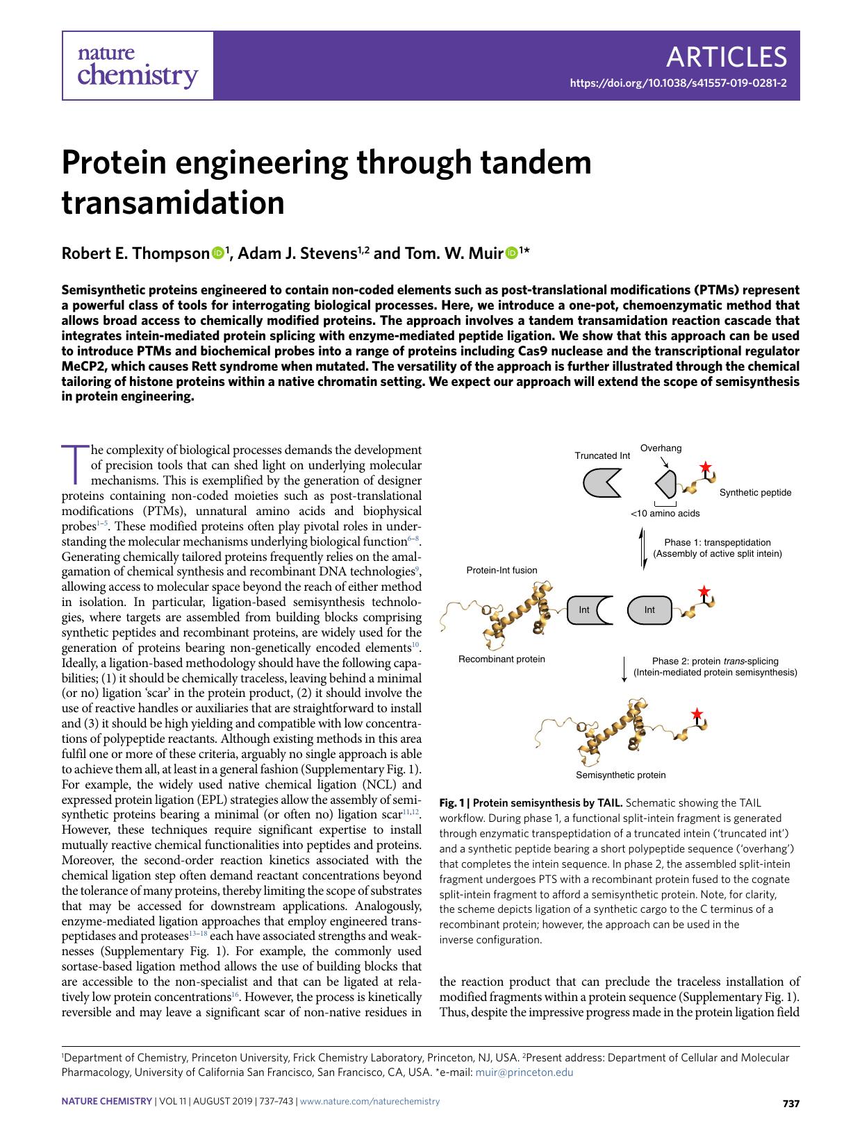 Protein engineering through tandem transamidation by Robert E. Thompson & Adam J. Stevens & Tom. W. Muir