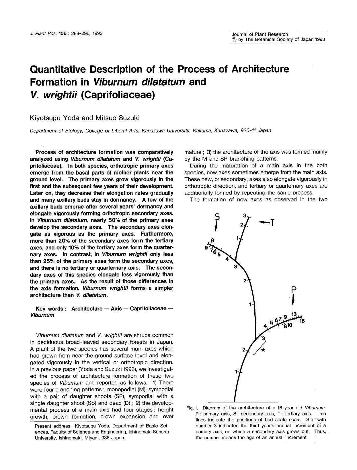 Quantitative description of the process of architecture formation in <Emphasis Type="Italic">Viburnum dilatatum <Emphasis> and <Emphasis Type="Italic">V. wrightii <Emphasis> (Caprifoliaceae) by Unknown