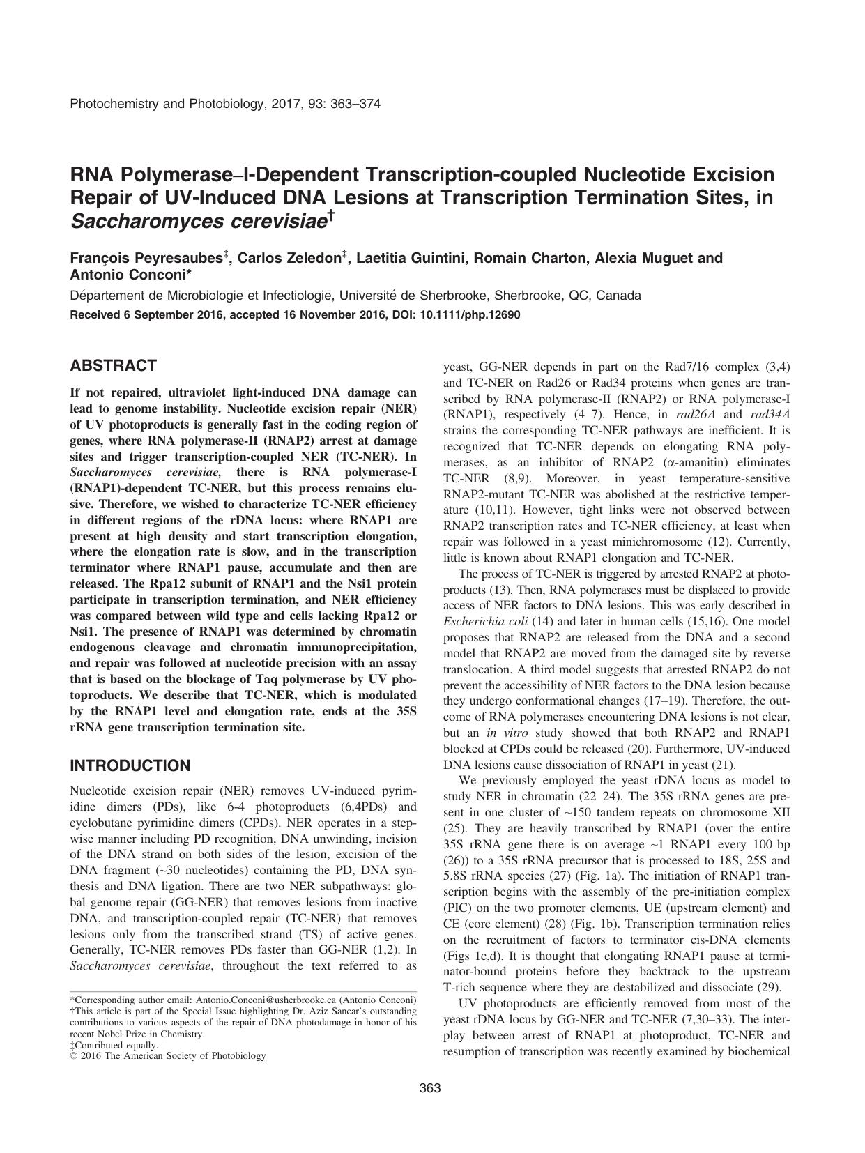 RNA PolymeraseâIâDependent Transcriptionâcoupled Nucleotide Excision Repair of UVâInduced DNA Lesions at Transcription Termination Sites, in Saccharomyces cerevisiae by Unknown
