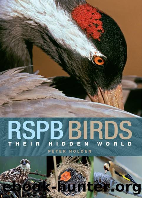 RSPB Birds by Peter Holden