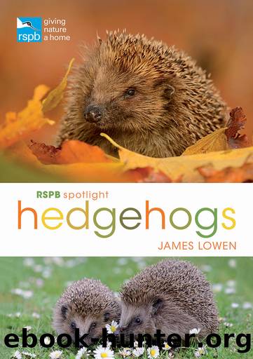 RSPB Spotlight Hedgehogs by James Lowen