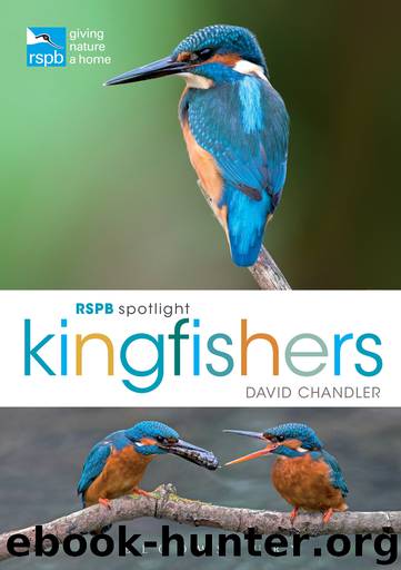 RSPB Spotlight Kingfishers by David Chandler