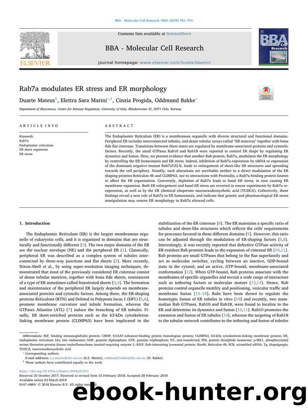 Rab7a modulates ER stress and ER morphology by Duarte Mateus & Elettra Sara Marini & Cinzia Progida & Oddmund Bakke