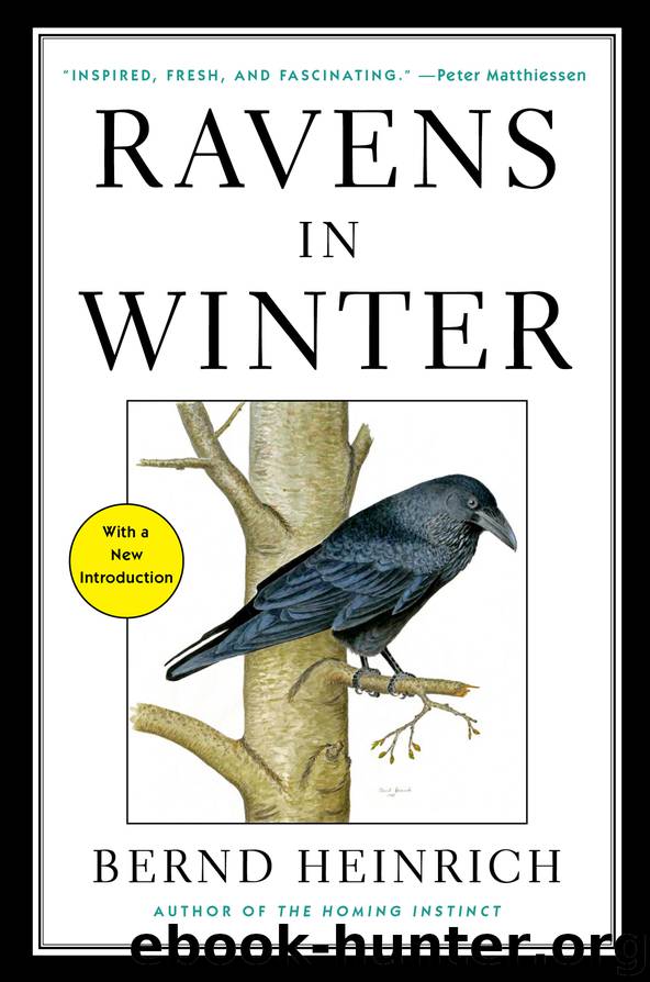 Ravens in Winter by Bernd Heinrich
