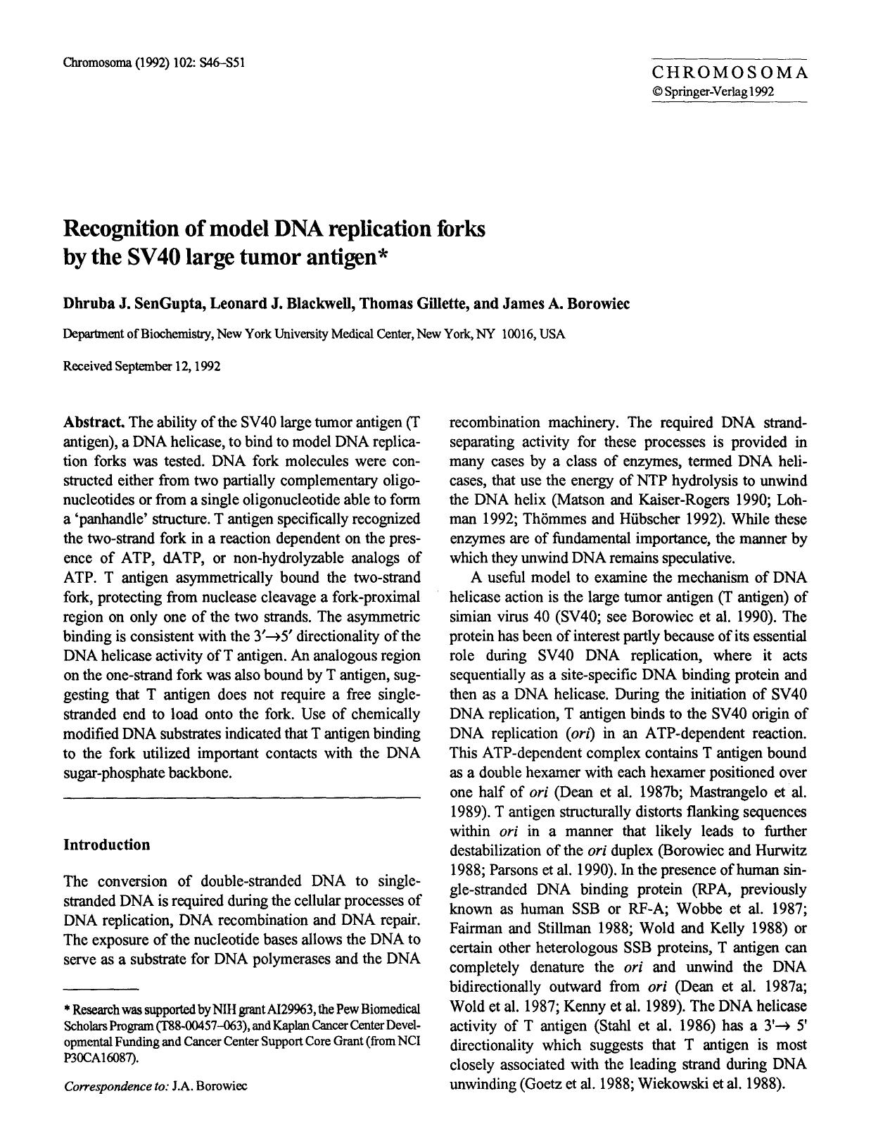 Recognition of model DNA replication forks by the SV40 large tumor antigen by Unknown