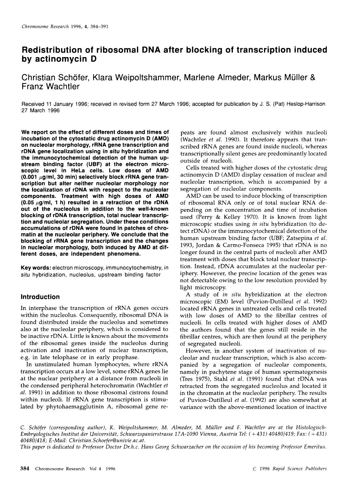 Redistribution of ribosomal DNA after blocking of transcription induced by actinomycin D by Unknown