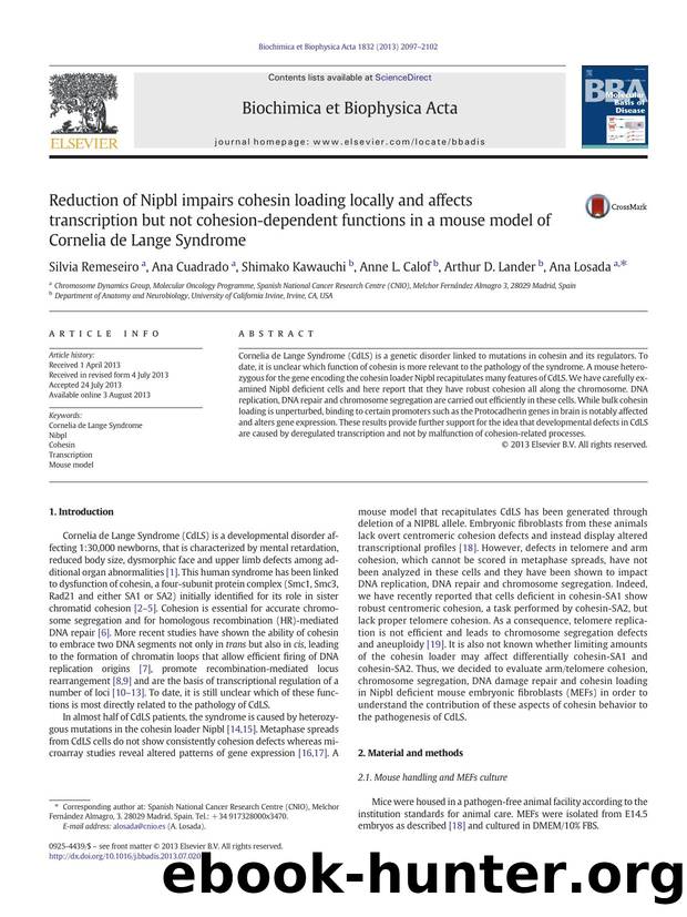 Reduction of Nipbl impairs cohesin loading locally and affects transcription but not cohesion-dependent functions in a mouse model of Cornelia de Lange Syndrome by Silvia Remeseiro & Ana Cuadrado & Shimako Kawauchi & Anne L. Calof & Arthur D. Lander & Ana Losada