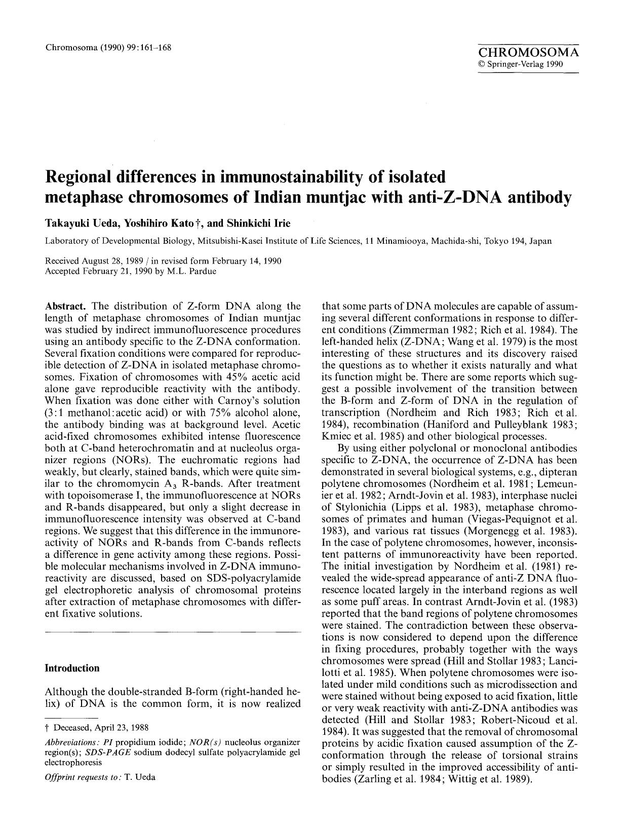 Regional differences in immunostainability of isolated metaphase chromosomes of Indian muntjac with anti-Z-DNA antibody by Unknown