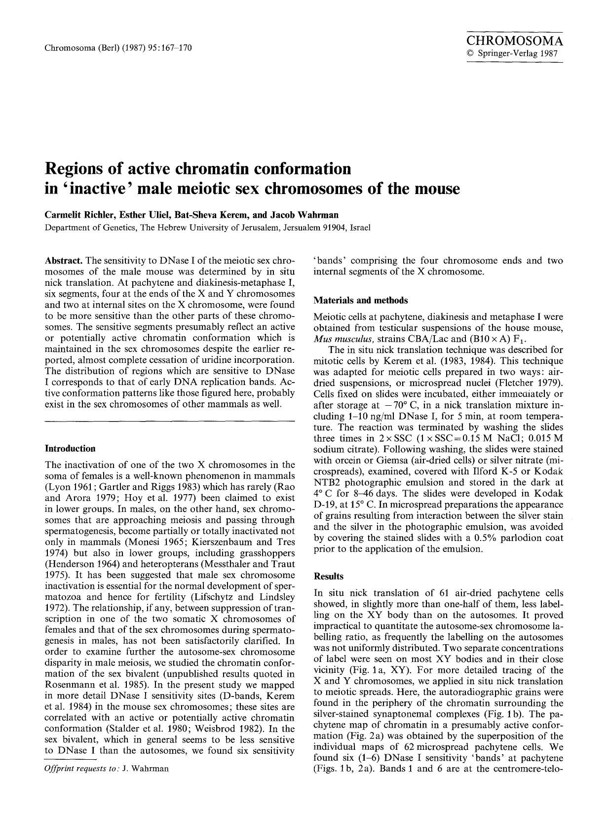 Regions of active chromatin conformation in &#x2018;inactive&#x2019; male meiotic sex chromosomes of the mouse by Unknown