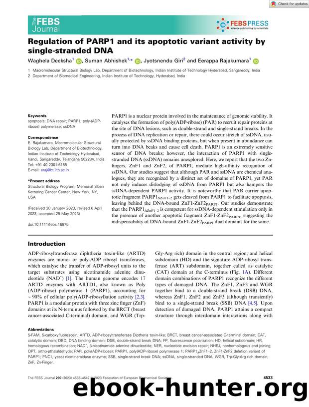 Regulation of PARP1 and its apoptotic variant activity by singleâstranded DNA by Unknown