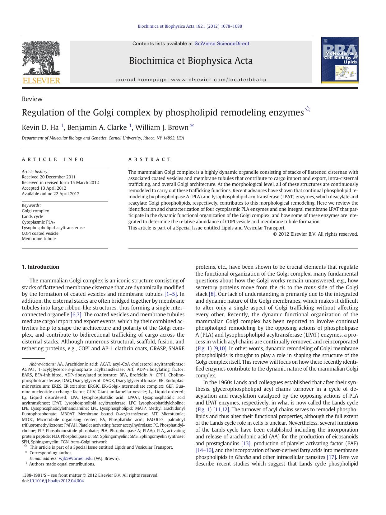 Regulation of the Golgi complex by phospholipid remodeling enzymes by Kevin D. Ha & Benjamin A. Clarke & William J. Brown
