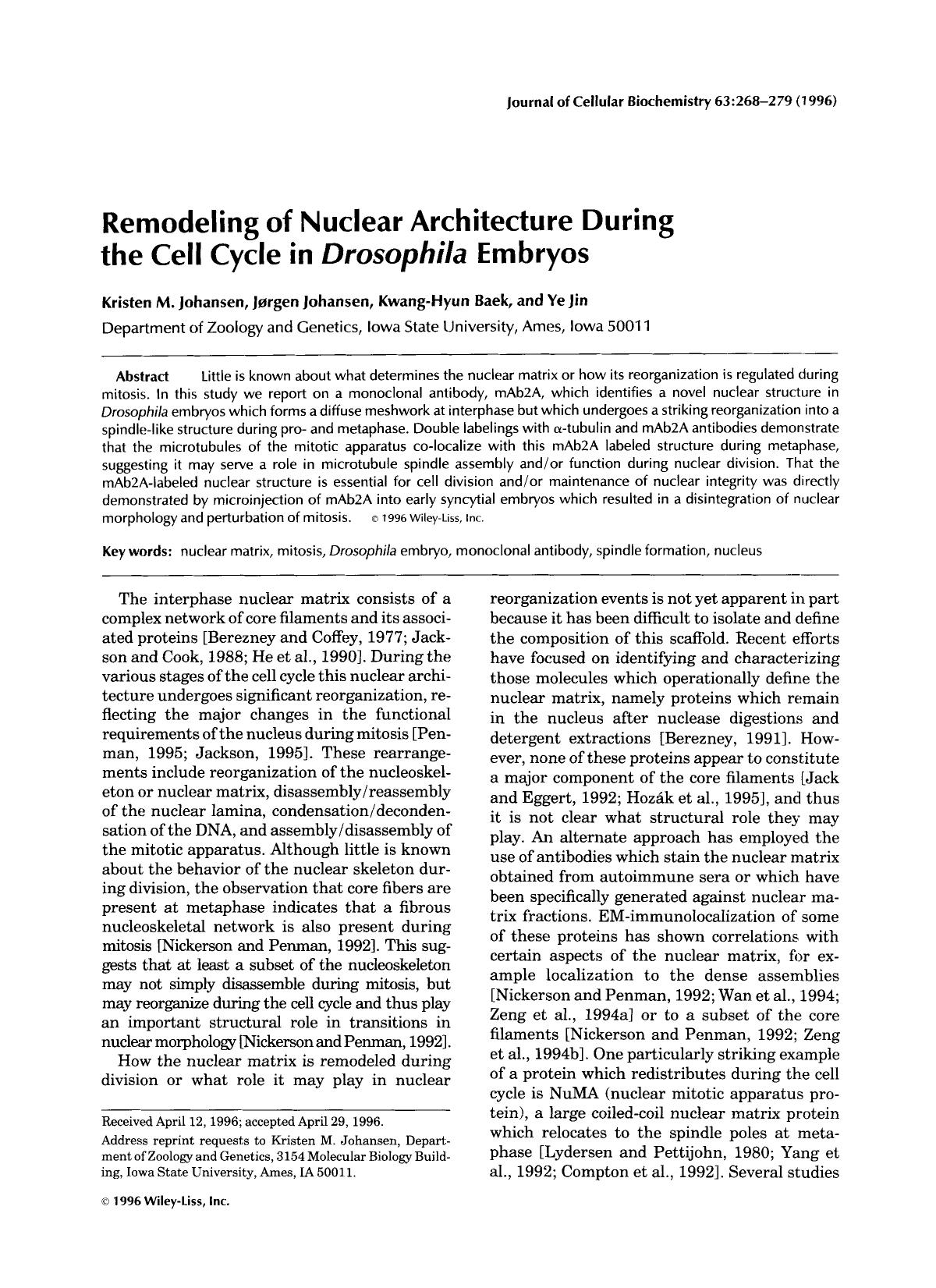 Remodeling of nuclear architecture during the cell cycle in Drosophila embryos by Unknown