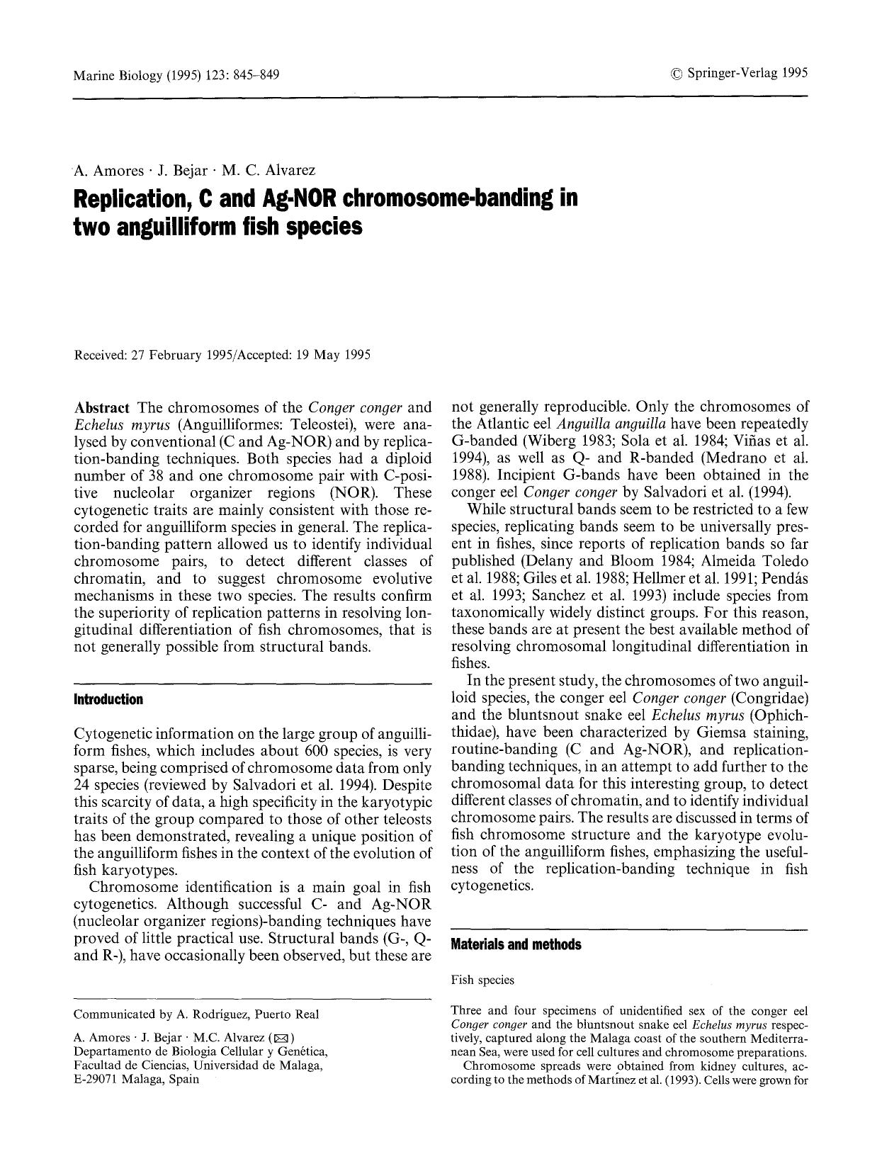 Replication, C and Ag-NOR chromosome-banding in two anguilliform fish species by Unknown