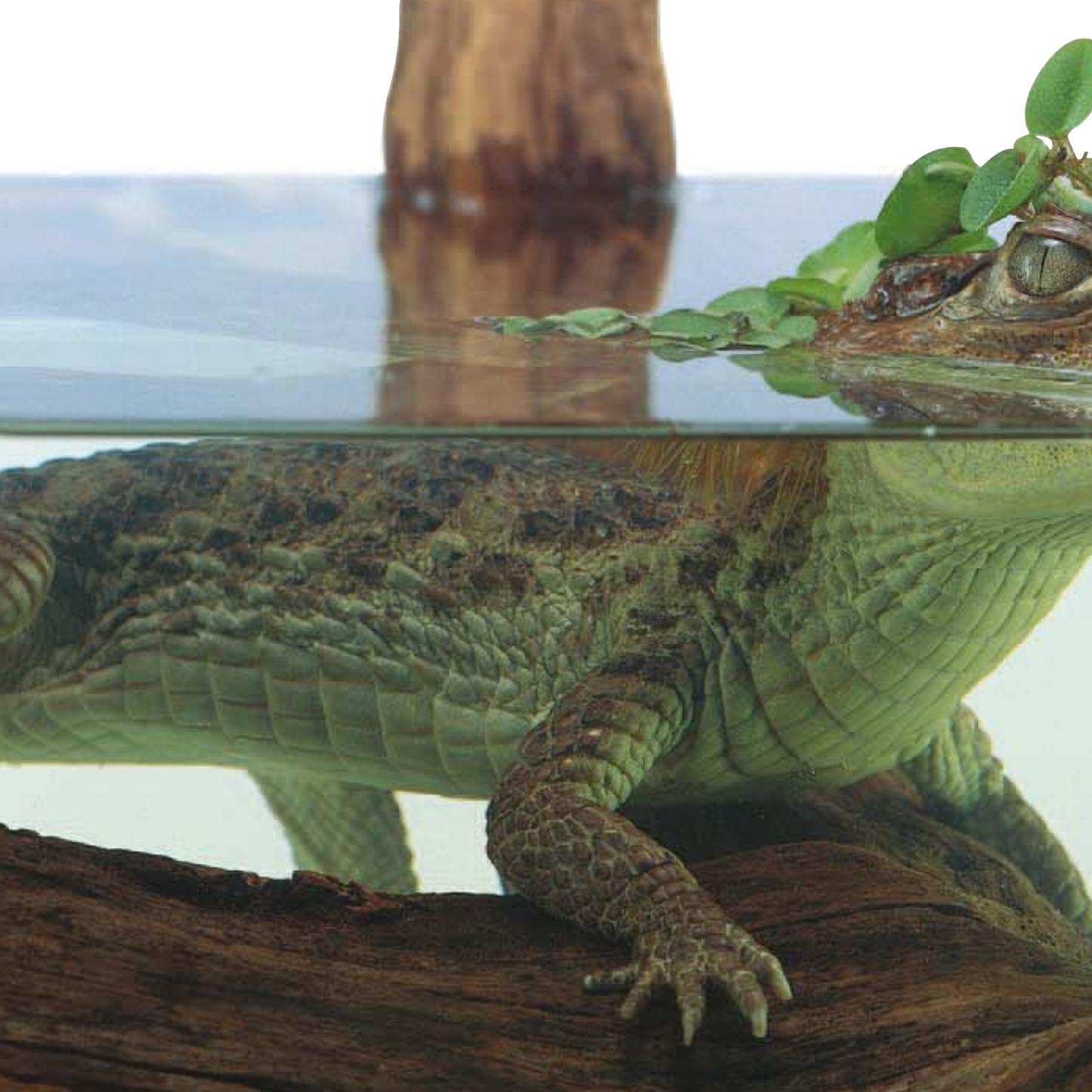 Reptiles (Look Closer) by DK Publishing
