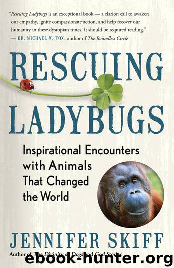 Rescuing Ladybugs by Jennifer Skiff