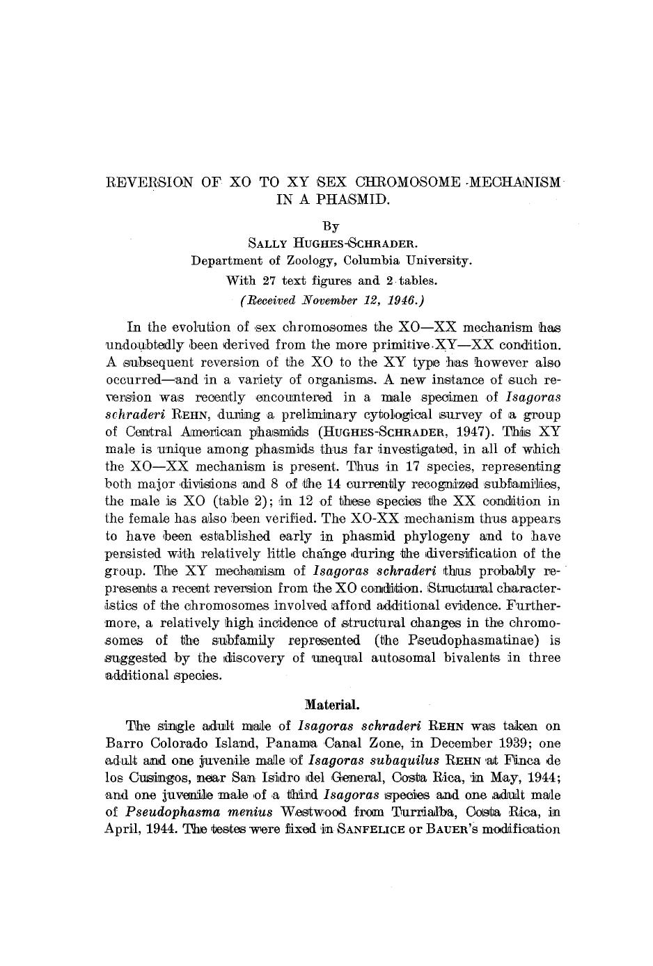 Reversion of XO to XY sex chromosome mechanism in a phasmid by Unknown