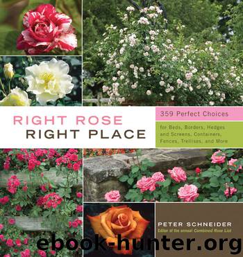 Right Rose, Right Place by Peter Schneider