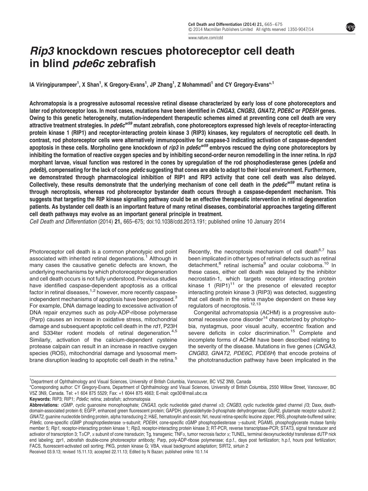 Rip3 knockdown rescues photoreceptor cell death in blind pde6c zebrafish by I A Viringipurampeer & X Shan & K Gregory-Evans & J P Zhang & Z Mohammadi & C Y Gregory-Evans &