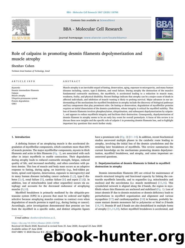 Role of calpains in promoting desmin filaments depolymerization and muscle atrophy by Shenhav Cohen