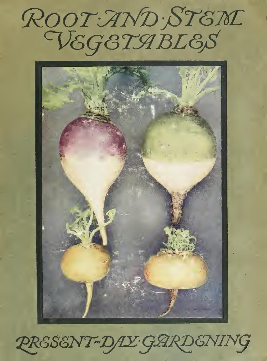 Root and stem vegetables by Dean Alexander