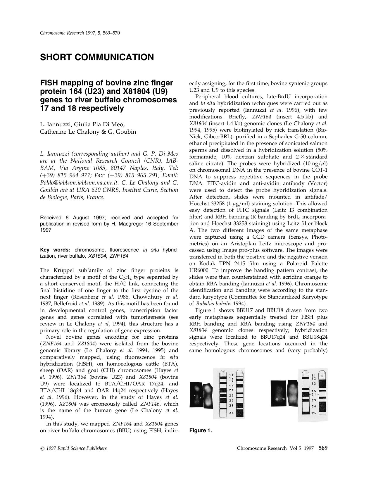 SHORT COMMUNICATION. FISH mapping of bovine zinc finger protein 164 (U23) and X81804 (U9) genes to river buffalo chromosomes 17 and 18 respectively by Unknown