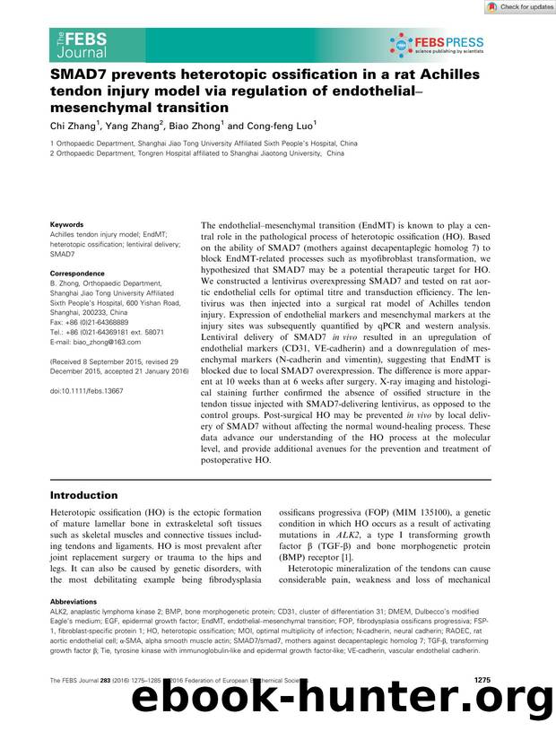 SMAD7 prevents heterotopic ossification in a rat Achilles tendon injury model via regulation of endothelialâmesenchymal transition by Unknown