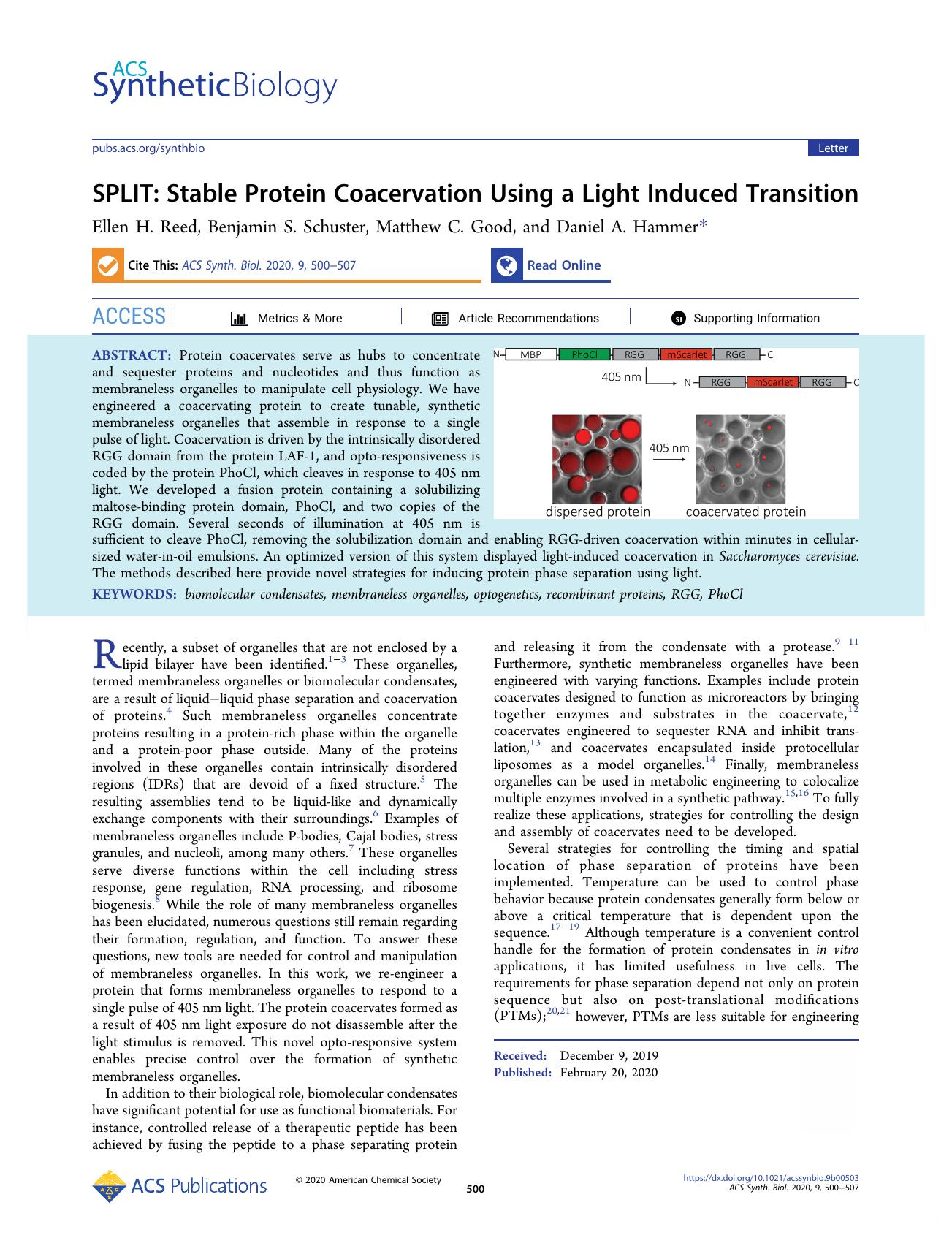 SPLIT: Stable Protein Coacervation Using a Light Induced Transition by Ellen H. Reed Benjamin S. Schuster Matthew C. Good and Daniel A. Hammer