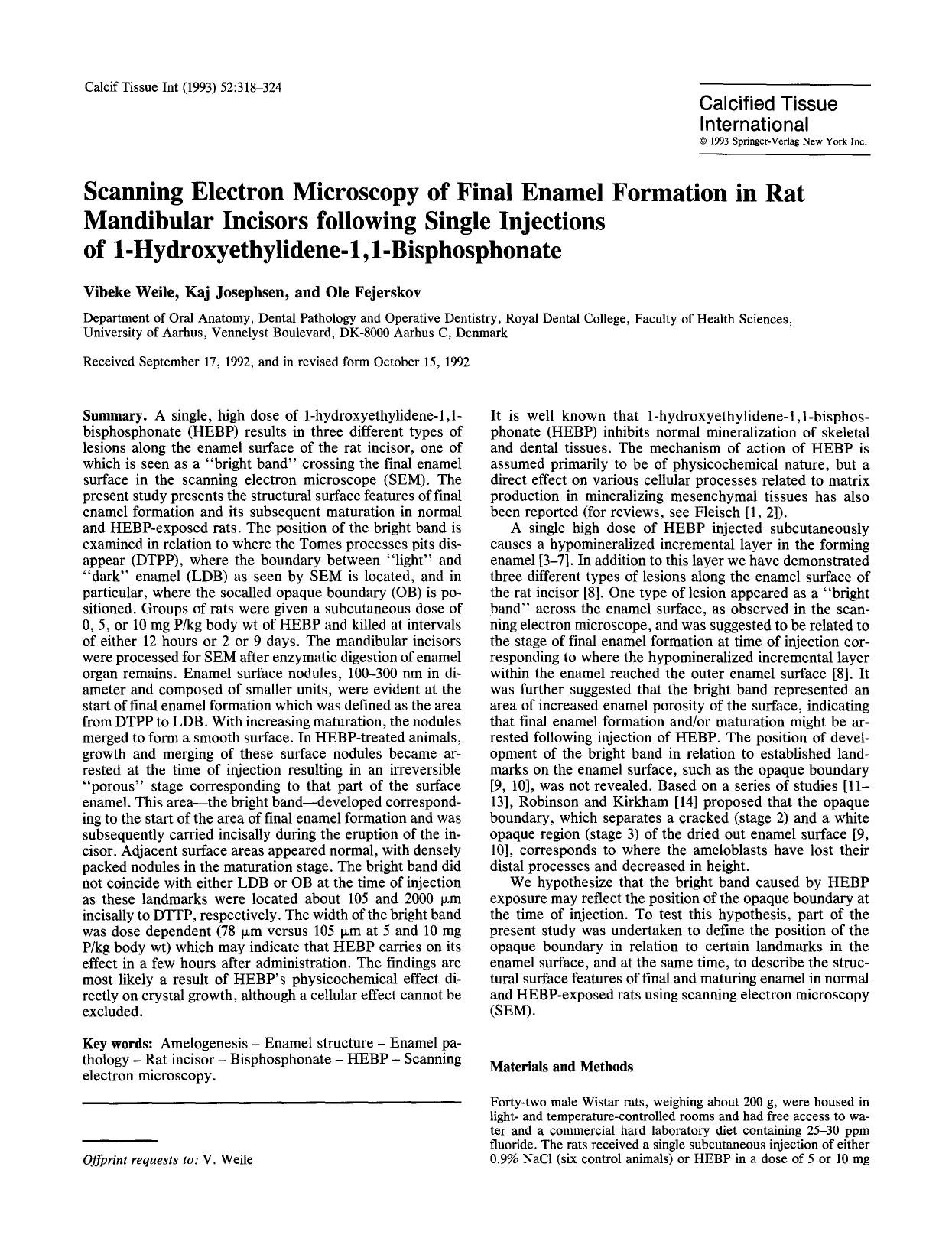 Scanning electron microscopy of final enamel formation in rat mandibular incisors following single injections of 1-hydroxyethylidene-1,1-bisphosphonate by Unknown