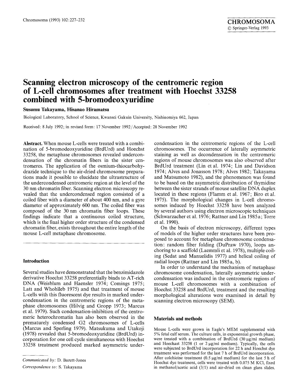 Scanning electron microscopy of the centromeric region of L-cell chromosomes after treatment with Hoechst 33258 combined with 5-bromodeoxyuridine by Unknown