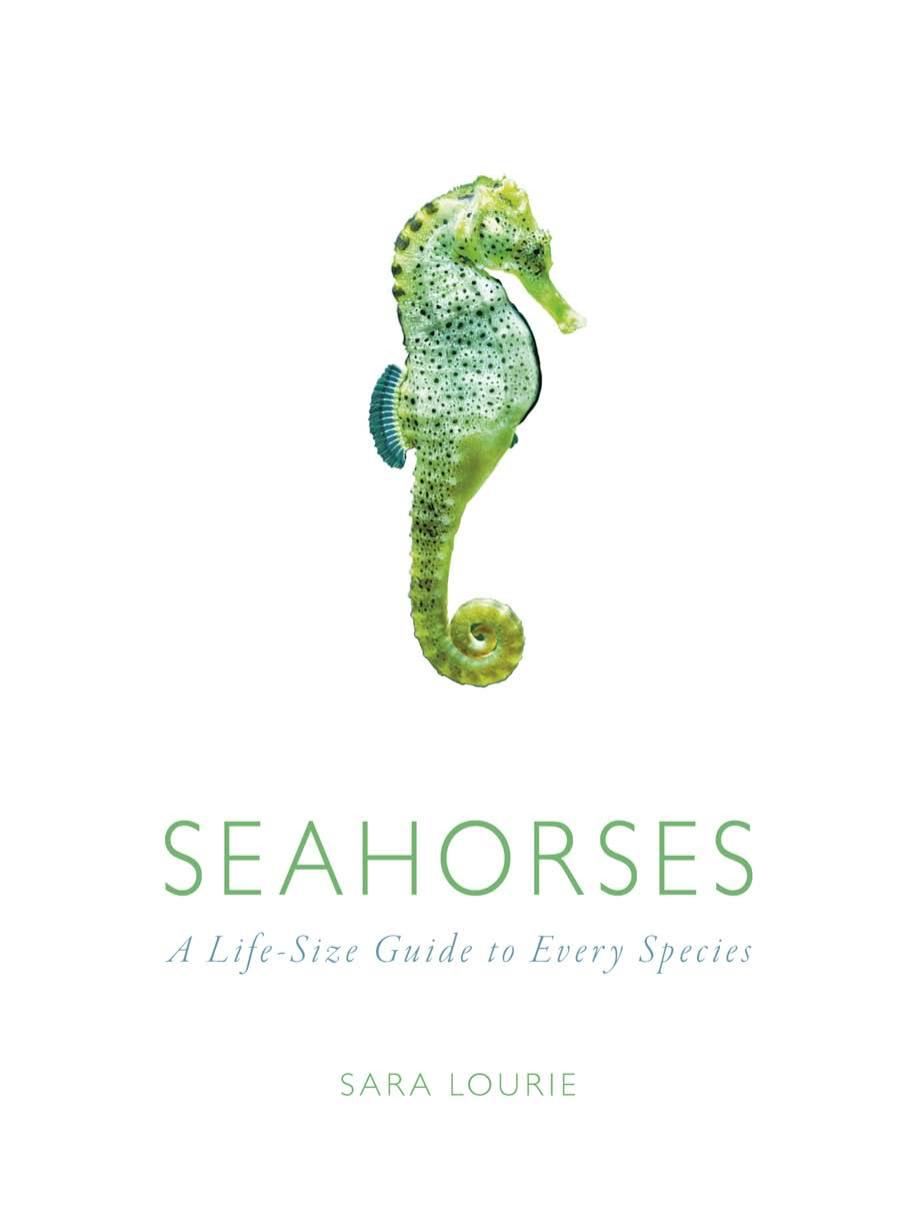 Seahorses: A Life-Size Guide to Every Species by Sara A. Lourie