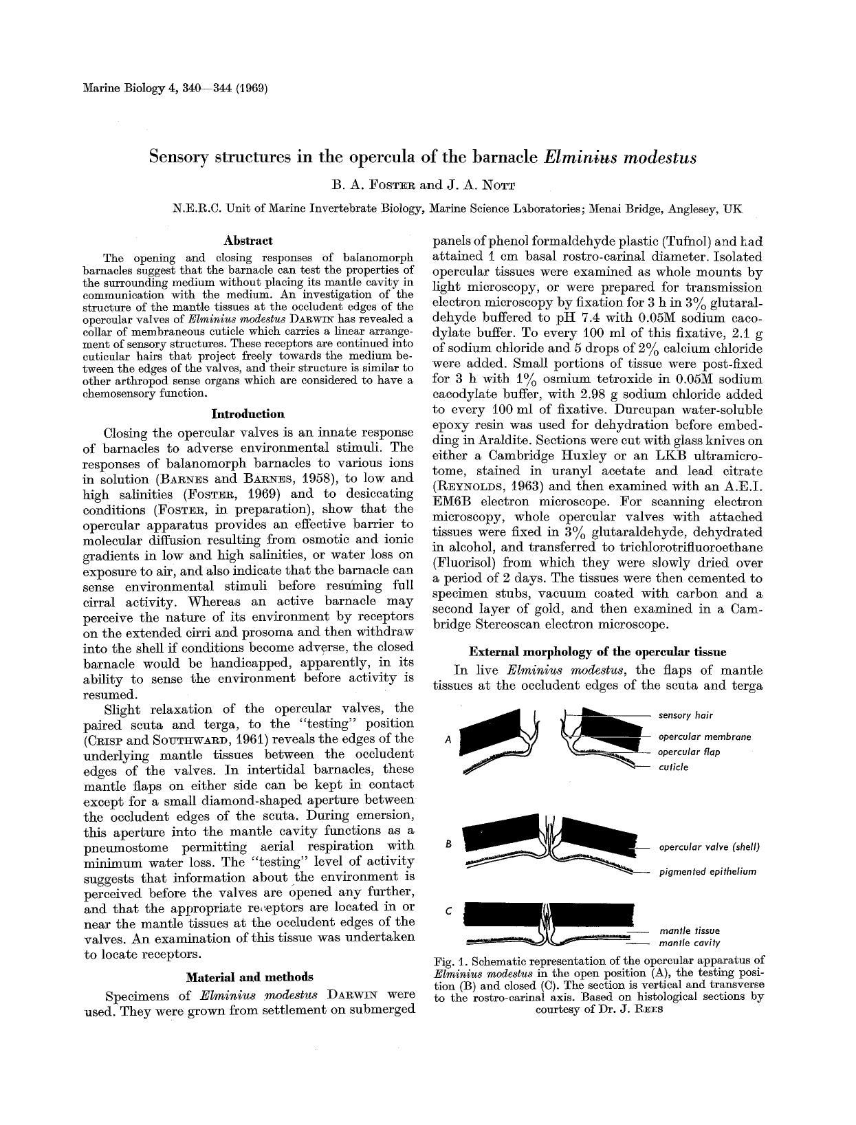 Sensory structures in the opercula of the barnacle <Emphasis Type="Italic">Elminius modestus<Emphasis> by Unknown
