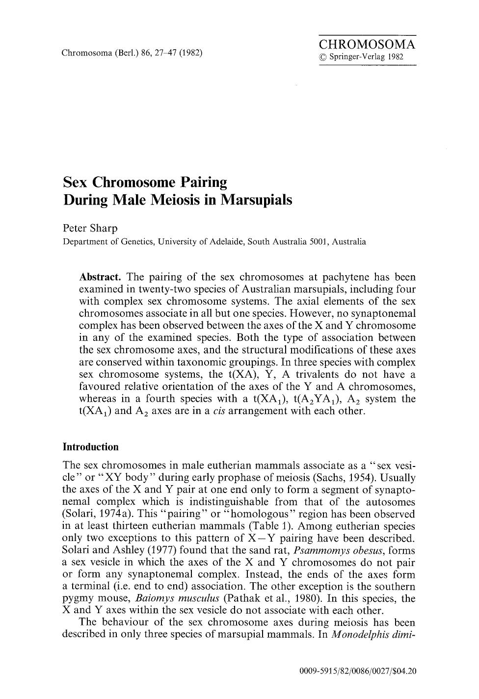 Sex chromosome pairing during male meiosis in marsupials by Unknown