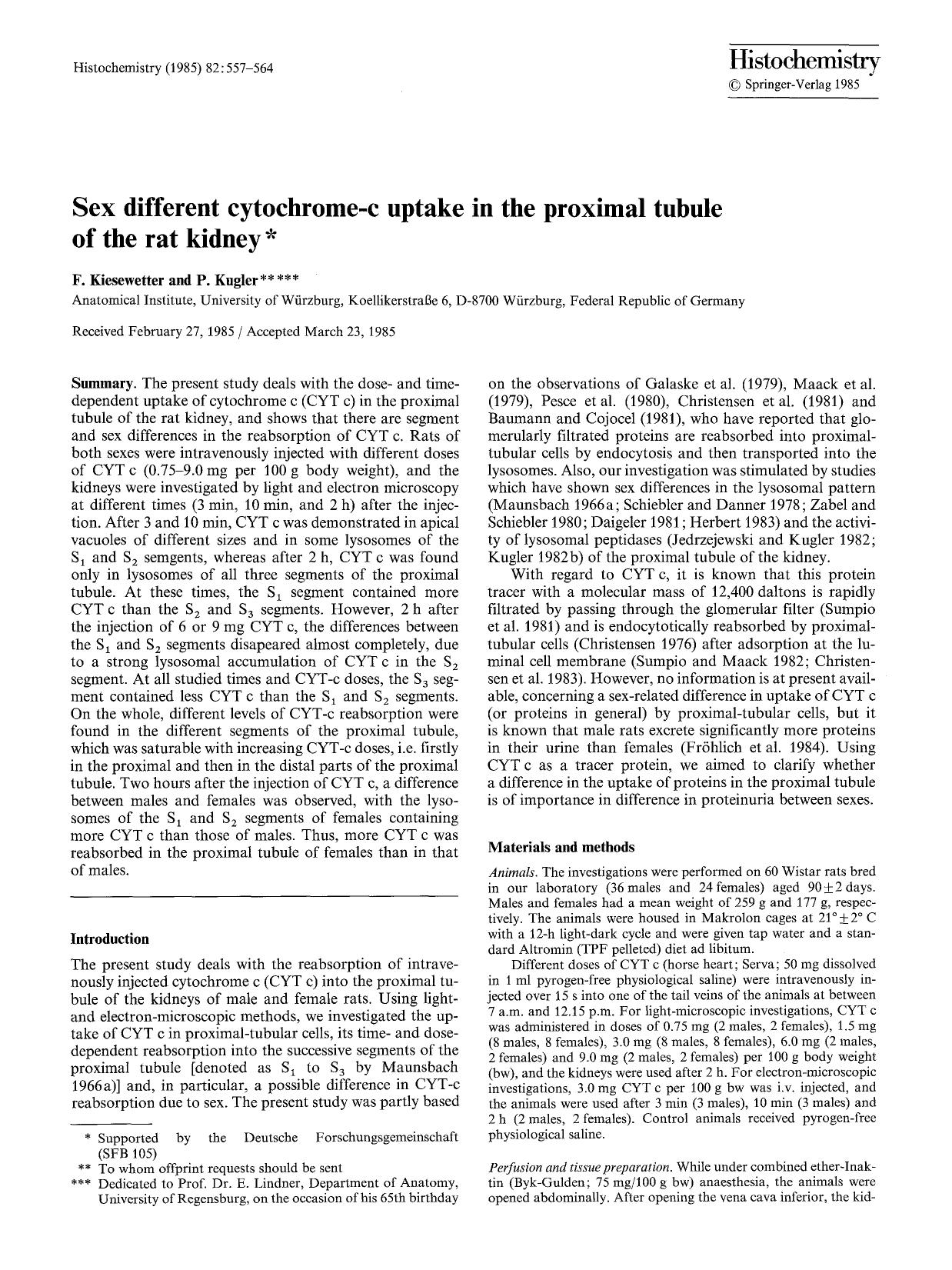 Sex different cytochrome-c uptake in the proximal tubule of the rat kidney by Unknown