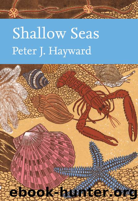 Shallow Seas by Peter Hayward