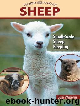 Sheep by Sue Weaver