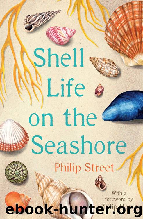 Shell Life on the Seashore by Philip Street