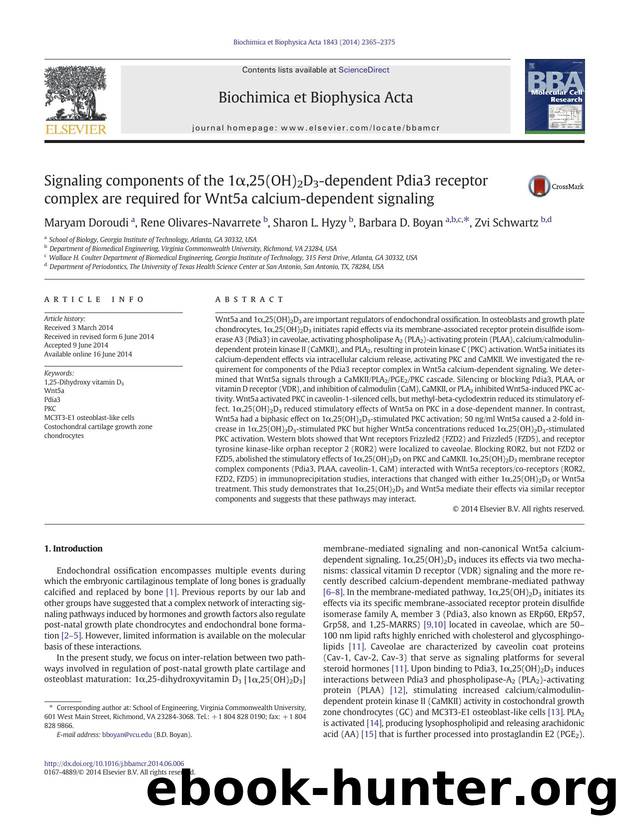 Signaling components of the 1Î±,25(OH)2D3-dependent Pdia3 receptor complex are required for Wnt5a calcium-dependent signaling by Maryam Doroudi & Rene Olivares-Navarrete & Sharon L. Hyzy & Barbara D. Boyan & Zvi Schwartz