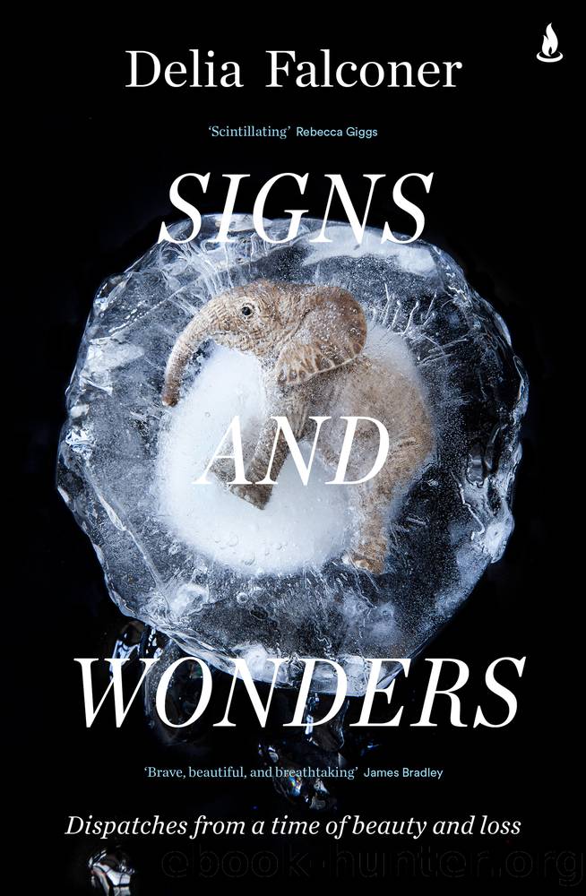Signs and Wonders: Dispatches From a Time of Beauty and Loss by Delia Falconer