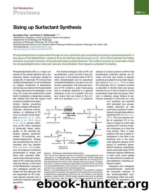 Sizing up Surfactant Synthesis by SeungHye Han & Rama K. Mallampalli