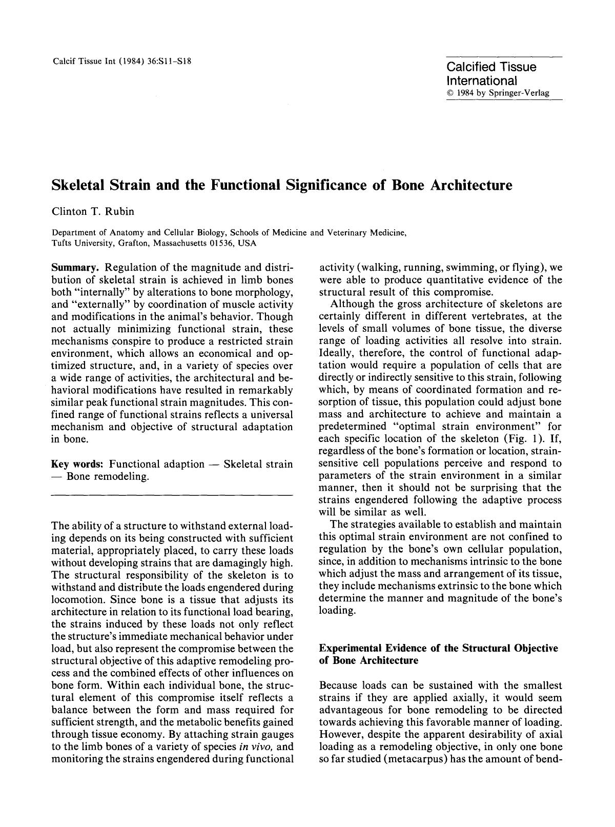 Skeletal strain and the functional significance of bone architecture by Unknown