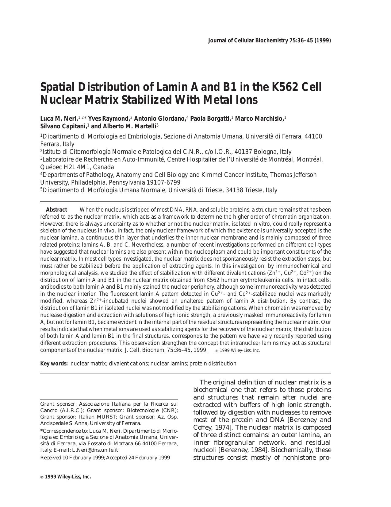 Spatial distribution of lamin A and B1 in the K562 cell nuclear matrix stabilized with metal ions by Unknown